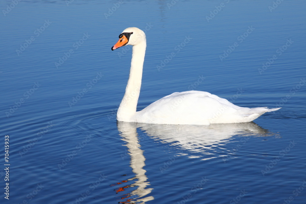 Eleganter Schwan