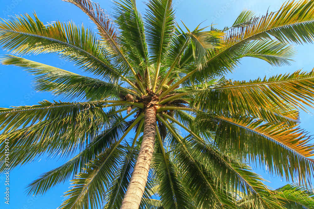 Fototapeta premium coconut palms on the blue sky background