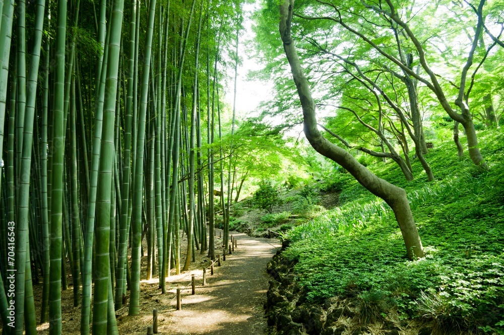 Obraz premium bamboo forest