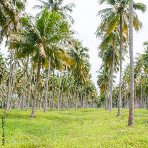 Coconut plantation