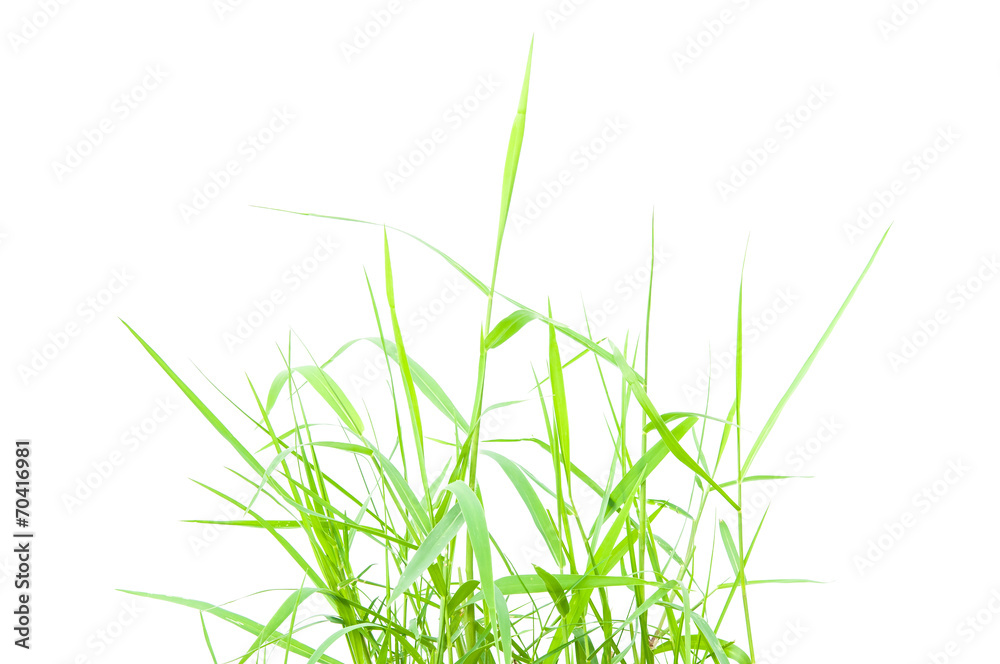 Obraz premium Green grass isolated on white background