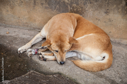 Injured, disabled dog lying on ground. © aradaphotography