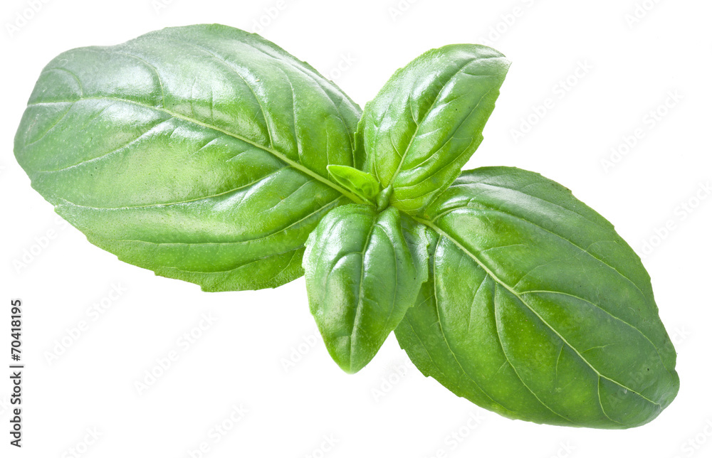 Green basil leaves isolated on a white. Green basil leaves isolated on a white.