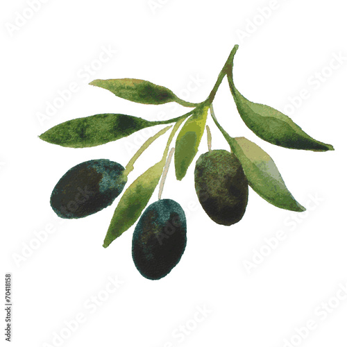 vector watercolor olive oil branches backdrop