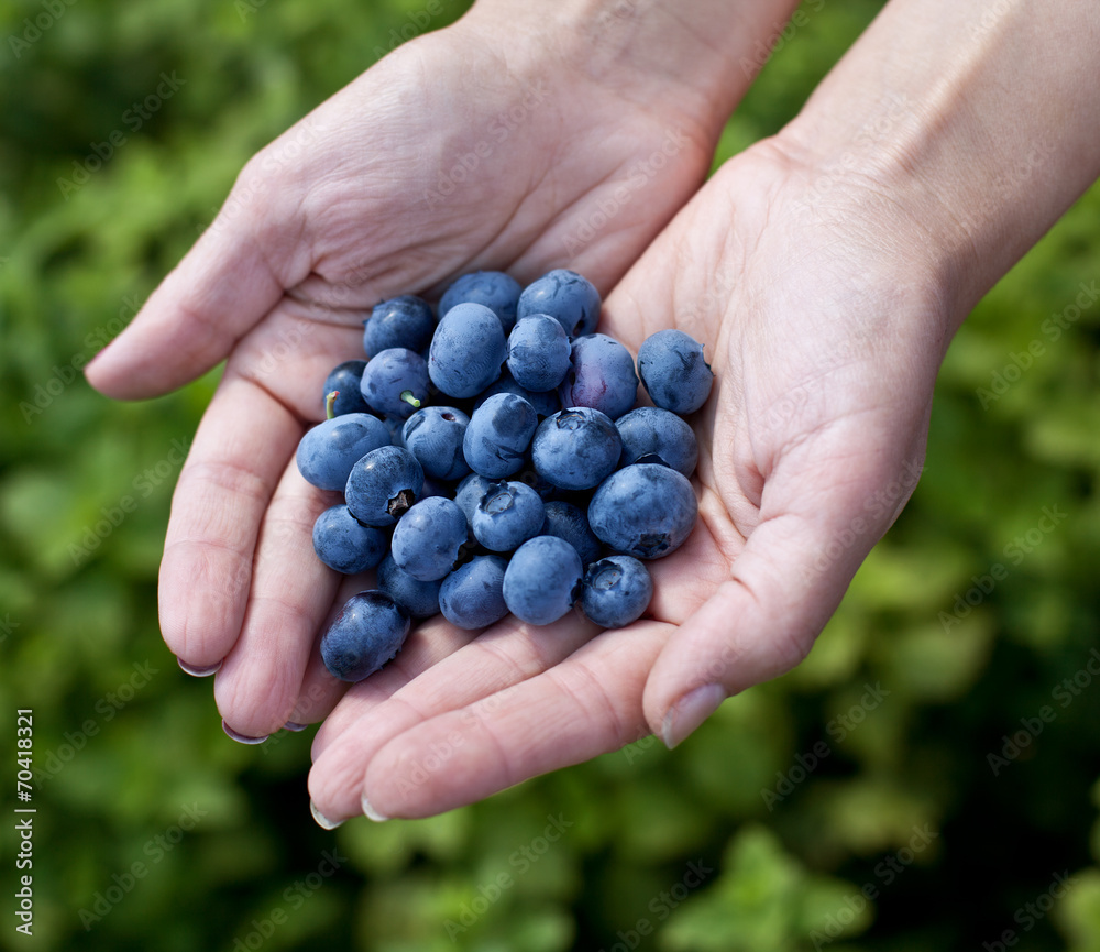 Blueberries in the woman's hands. - obrazy, fototapety, plakaty 