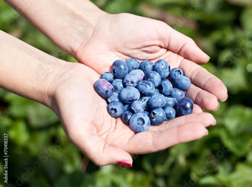 Blueberries in the woman's hands.