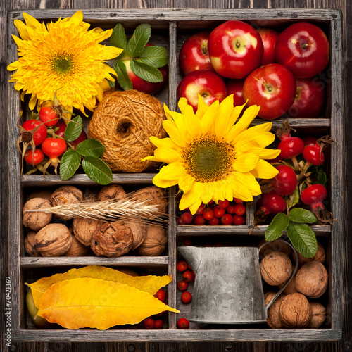 Autumn collage in box. Sunflower  wild rose  walnuts  apples.