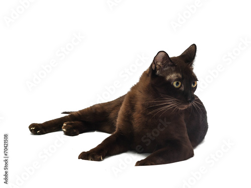 Photography Brown Domestic Cat