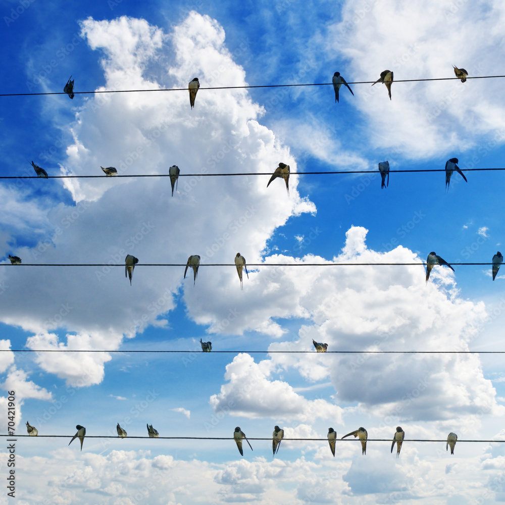 flock of swallows on blue sky background