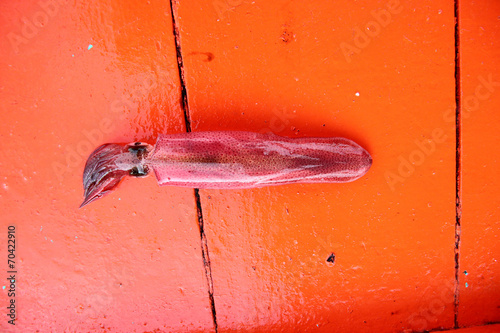 Fishing squid,Ommastrephes bartrami. photo