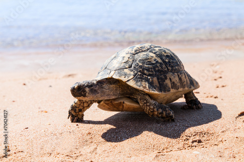 Turtle on the sandy beach.