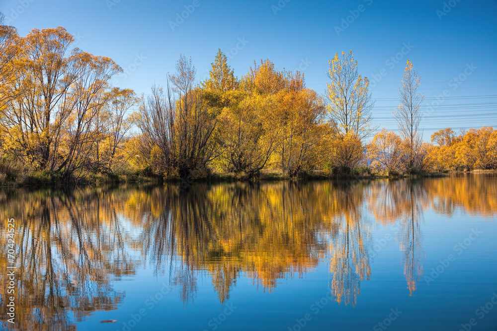 Obraz premium Autumn trees