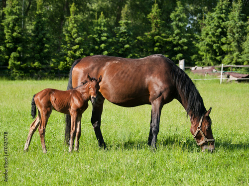 Mare with newborn foal on pasture © sci