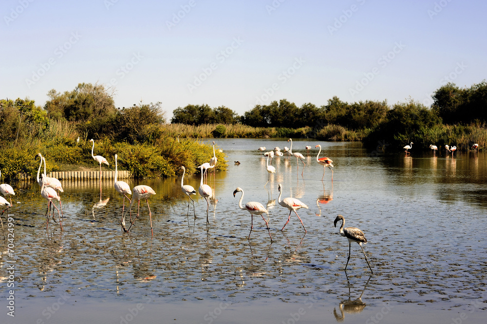 Obraz premium Flamingos in Camargue
