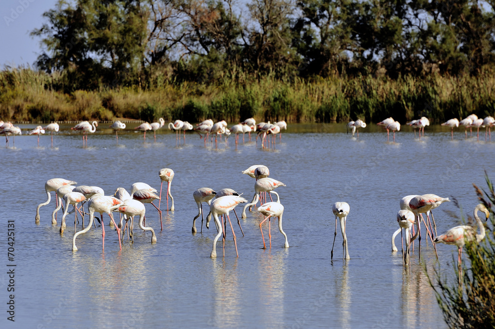 Fototapeta premium Flamingos in Camargue