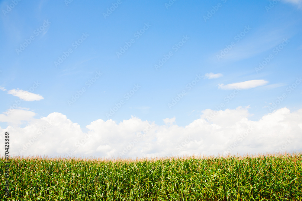 Corn field Corn field