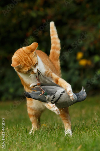 Katze hält Taube © Nadine Haase