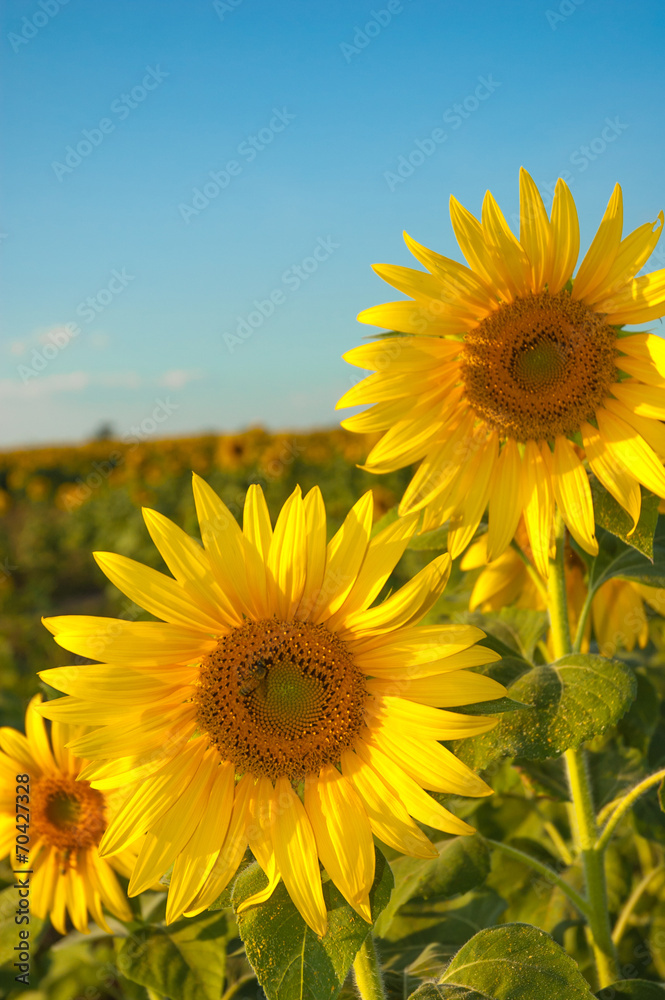 Fototapeta premium sunflower