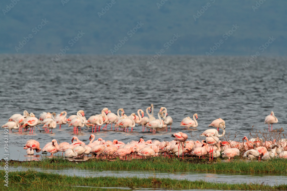 Fototapeta premium Flamingos on Lake Nakuru, Kenya