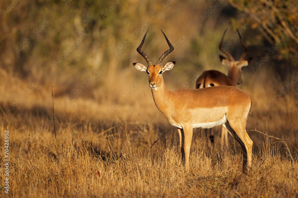 Impala antelope in natural habitat Impala antelope in natural habitat