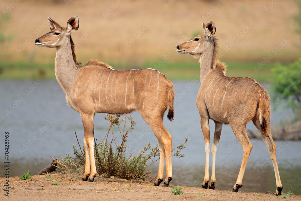Naklejka premium Two female kudu antelopes