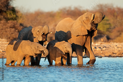 Elephants drinking water, Etosha National Park #70428911