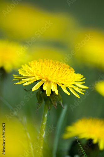 Yellow dandelion field. Summer.