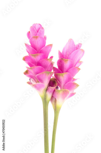 Siam tulip or Curcuma flower © nungning20