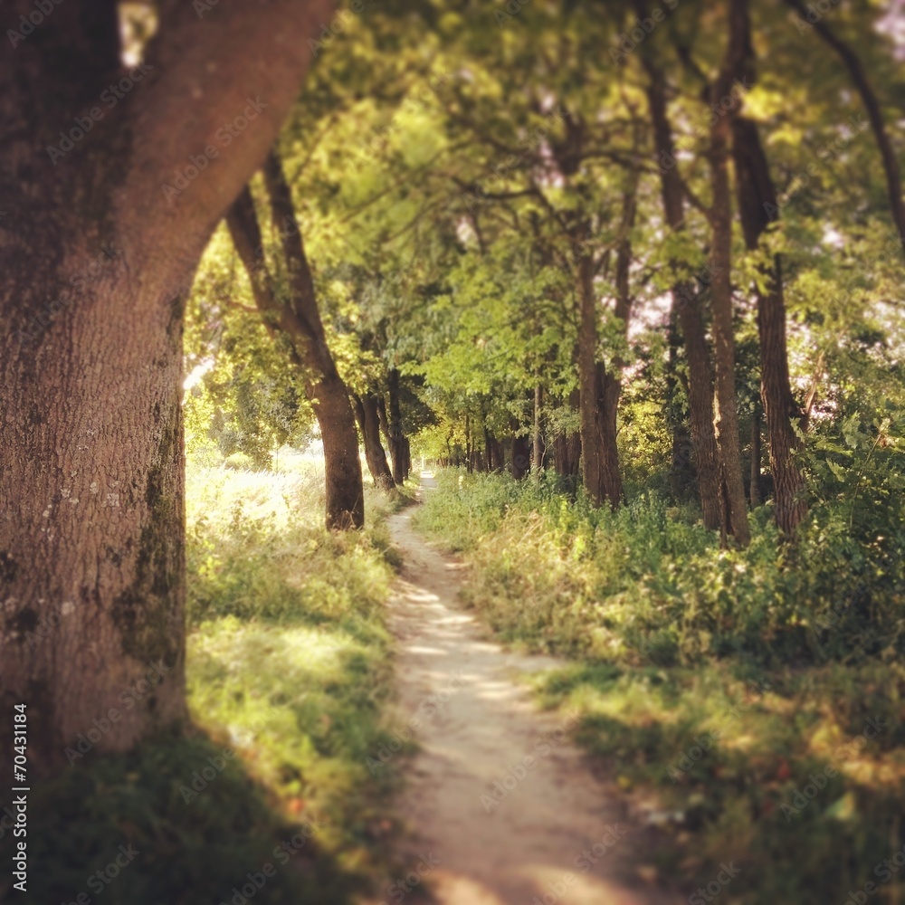 Fototapeta premium Sunny road in park