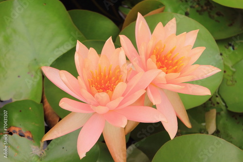 two orange lotus