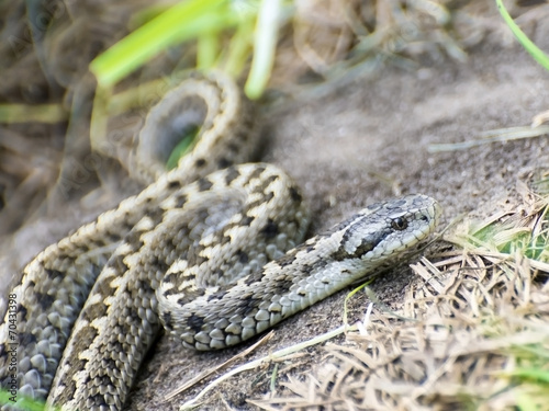 Hungarian meadow viper (Vipera ursinii rakosiensis) photo