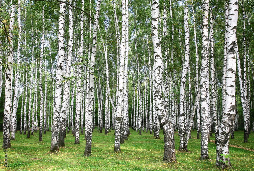 Obraz premium Birches in autumn sunny day