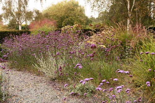 Fototapeta Naklejka Na Ścianę i Meble -  Border of verbena bonariensis