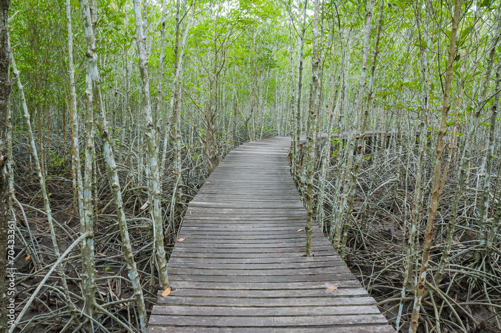 Obraz premium forest mangrove