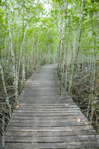 forest mangrove