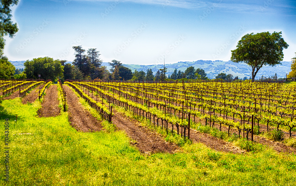 Fototapeta premium California Vineyards