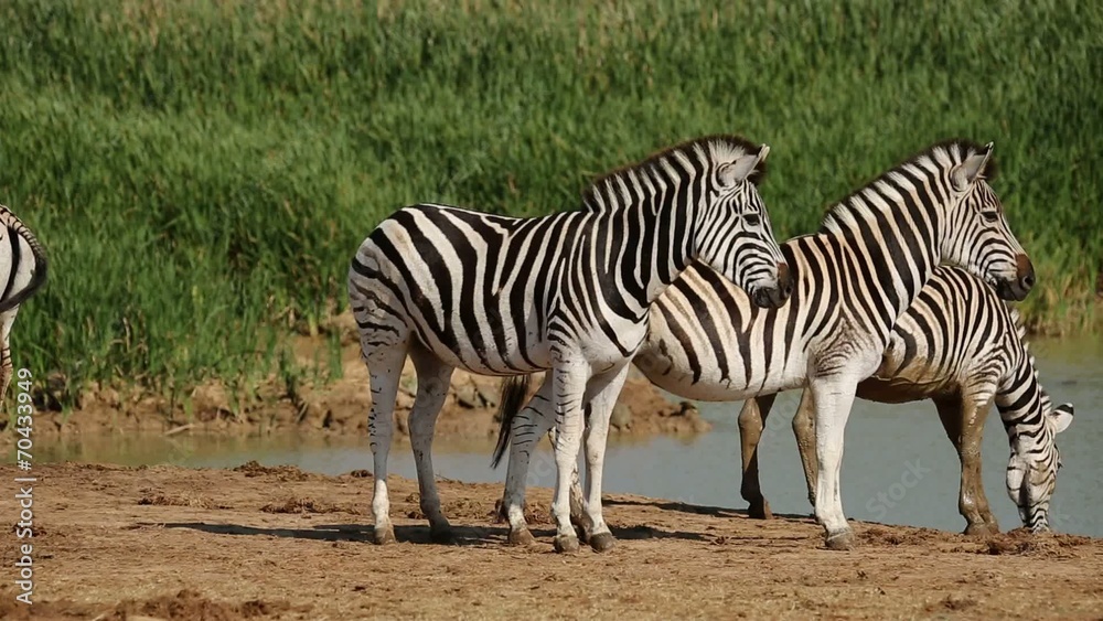 Plains zebras gathering at a waterhole to drink Plains zebras gathering at a waterhole to drink