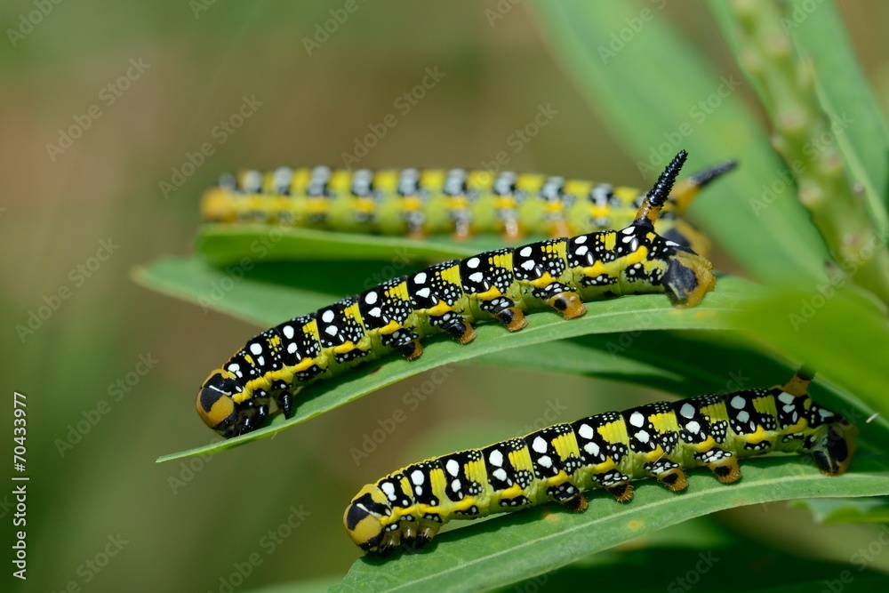 Hyles euphorbiae, caterpillar Hyles euphorbiae, caterpillar