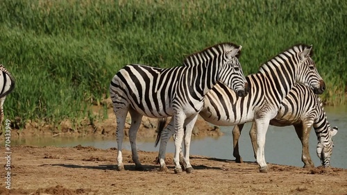 Plains  zebras gathering at a waterhole to drink