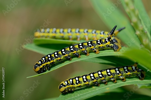 Hyles euphorbiae, caterpillar © fabiosa_93