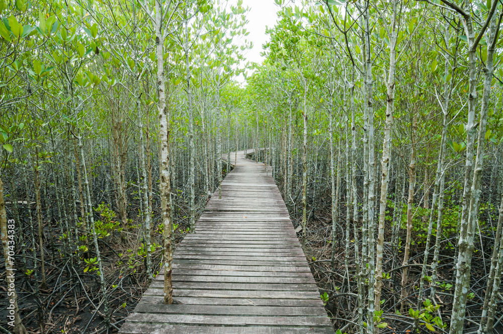 forest mangrove