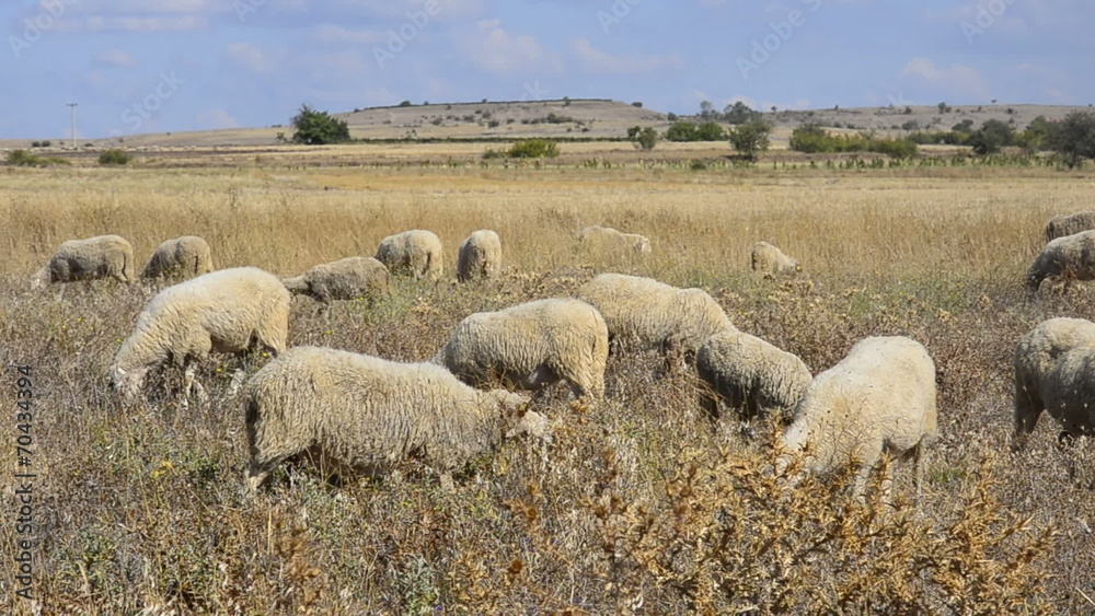 Sheep on a meadow Sheep on a meadow