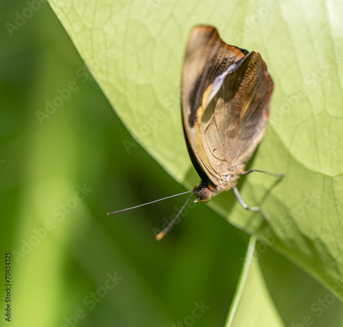 Schmetterling photo