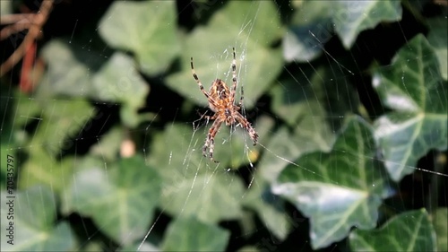 Spinne flüchtet aus ihrem Netz