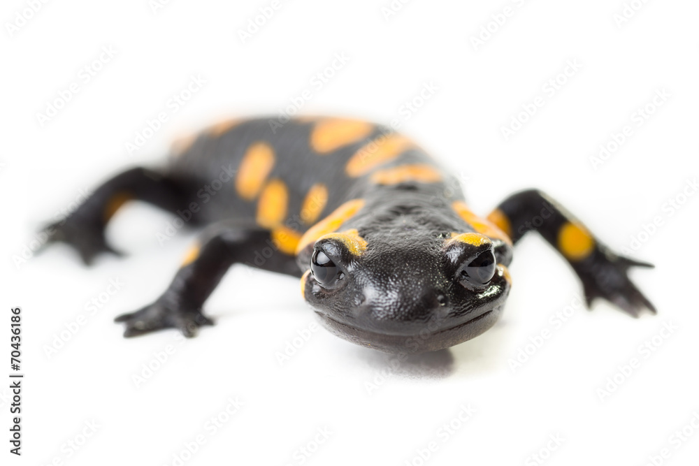 Salamandra pezzata isolata su sfondo bianco Salamandra pezzata isolata su sfondo bianco