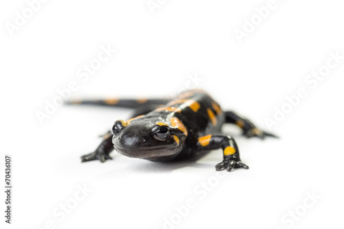 Salamandra pezzata isolata su sfondo bianco