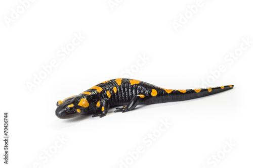 Salamandra pezzata isolata su sfondo bianco