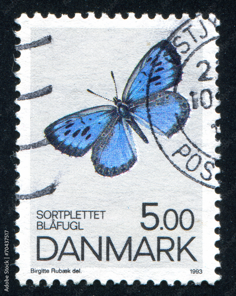 Fototapeta premium butterfly