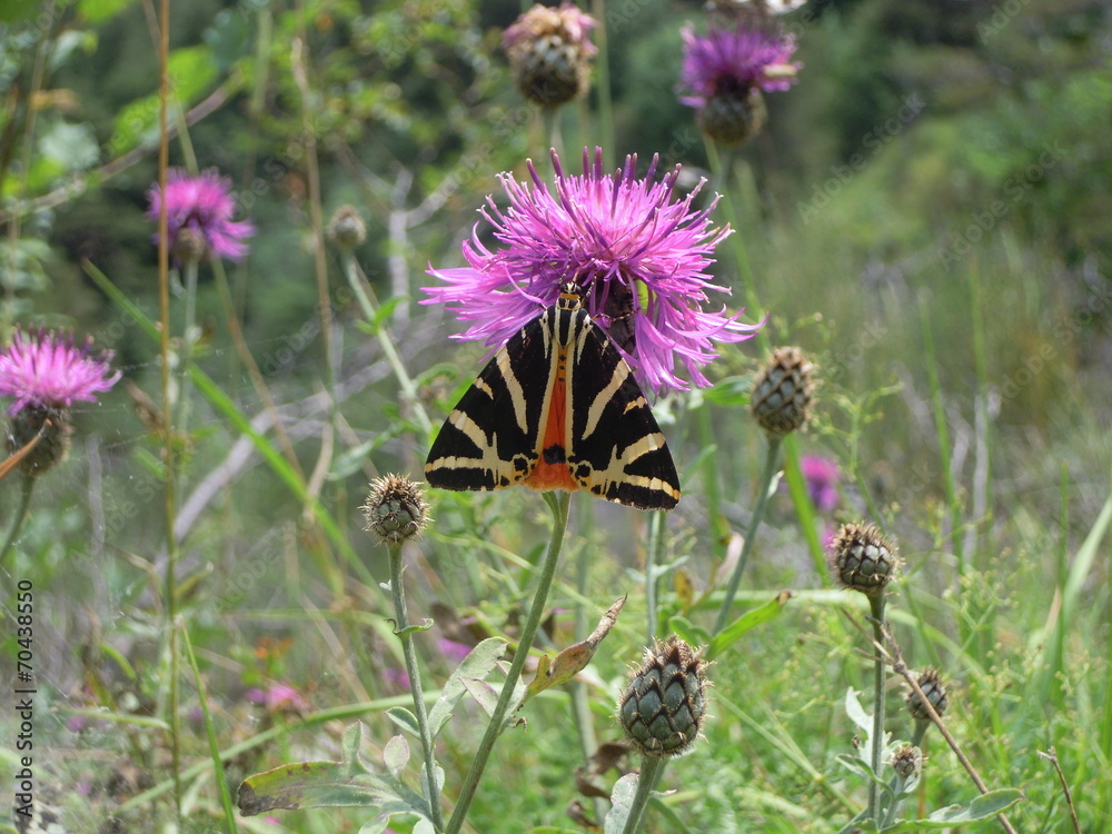 Papillon écaille chinée