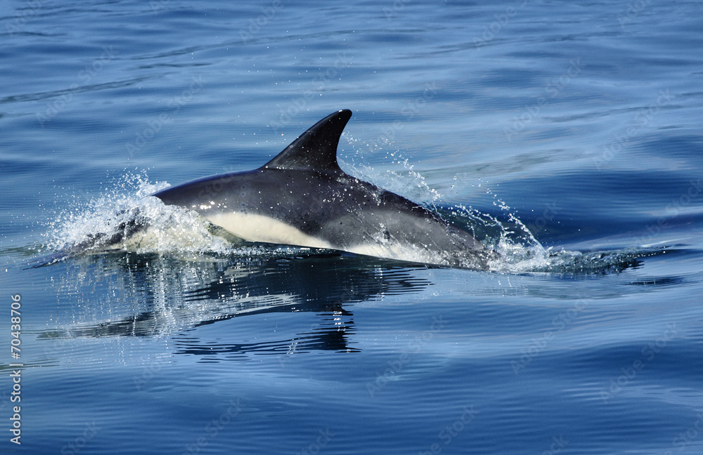 Fototapeta premium delfintour